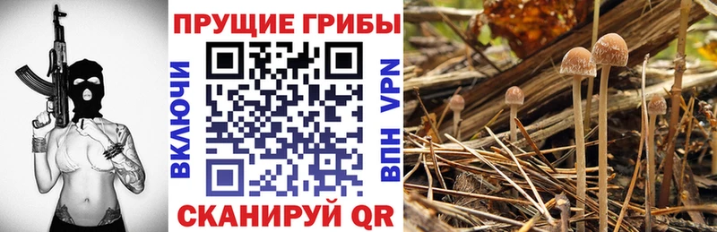 Галлюциногенные грибы Psilocybe  Онега 